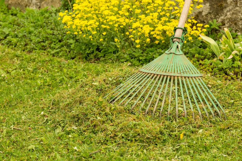 Getty generic A rake with moss in the garden