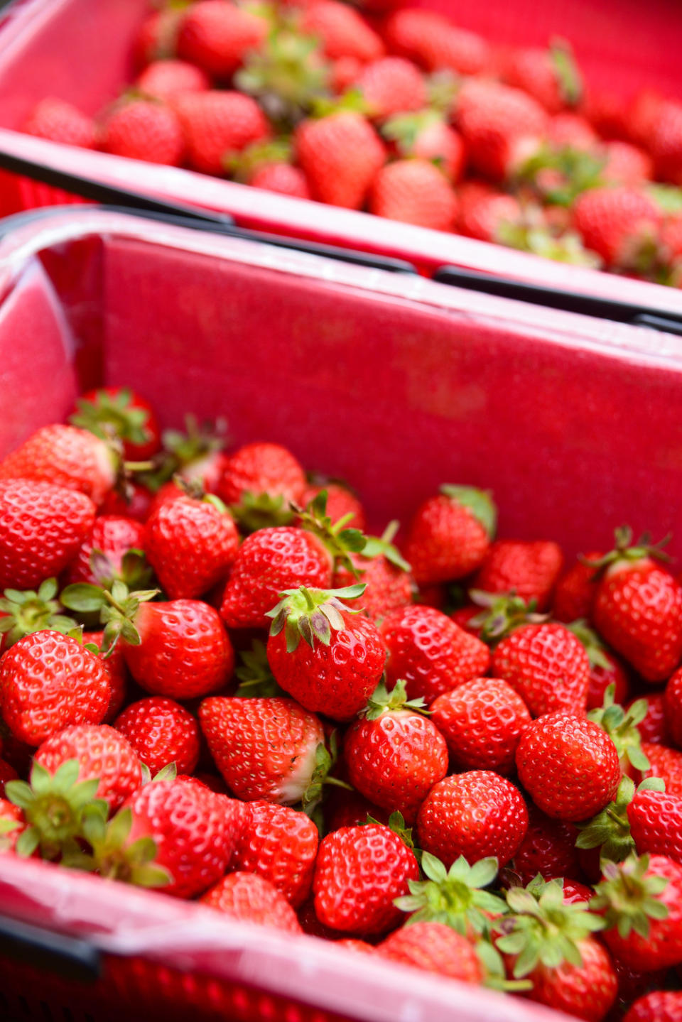 苗栗大湖盛產草莓，不過採草莓時間僅一個小時，要如何善用一天的時間，安排有趣的一日遊行程？《新頭殼》提供3種路線給你選擇。   圖：謝佳真／攝