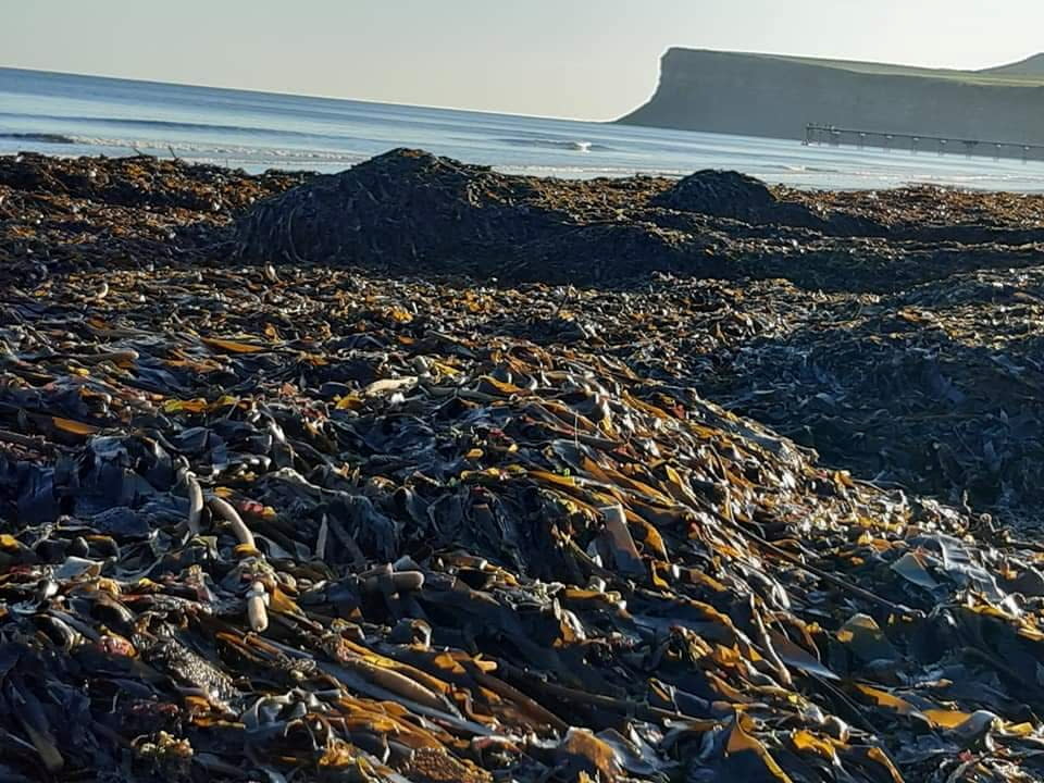 Sea creatures are seen washed up dead and alive on the beach at Marske-by-the-Sea village, Britain October 25, 2021. Picture taken October 25, 2021. Sharon Bell/via REUTERS  THIS IMAGE HAS BEEN SUPPLIED BY A THIRD PARTY. MANDATORY CREDIT.