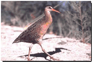 The Yuma Ridgeway's Rail, also known as the Yuma Clapper Rail, was listed as endangered nationally in 1967 and in California in 1971. Its marshy habitat was decimated by large dams and flood control projects.