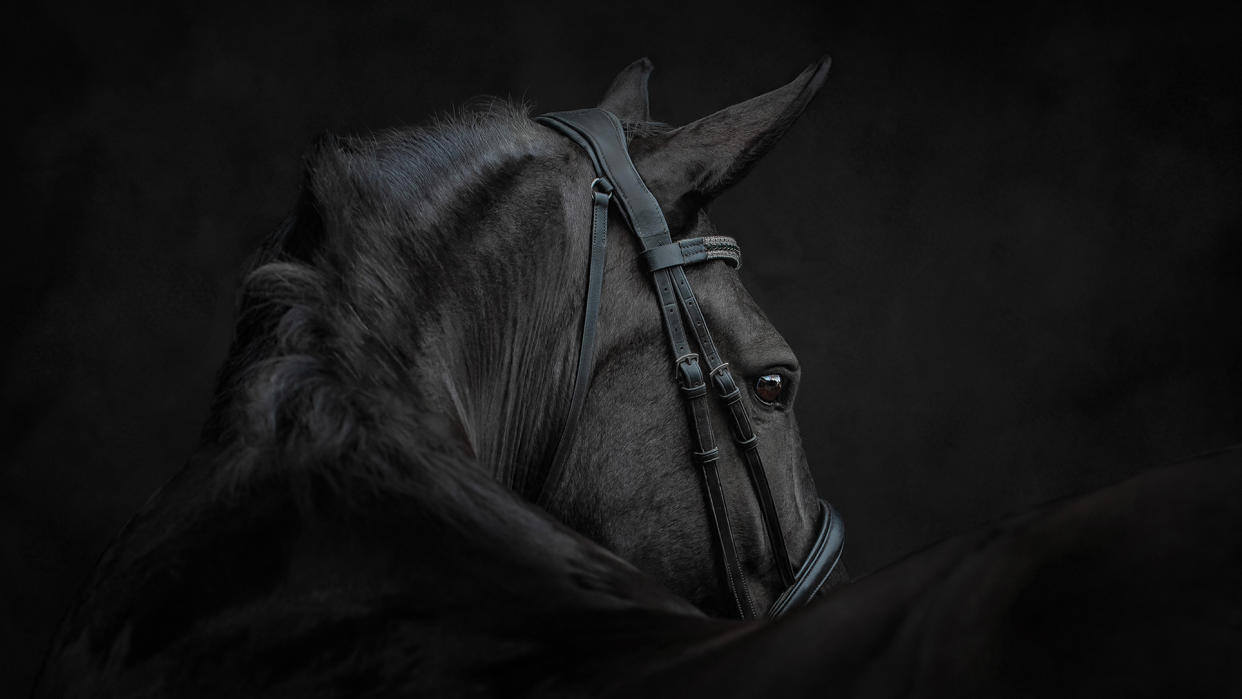  Equine Photography. 