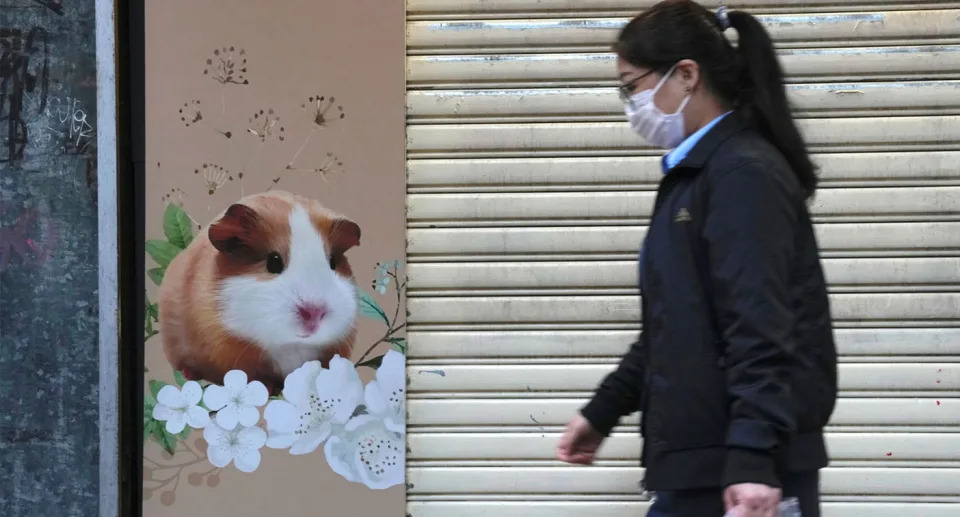 Hồng Kong tiêu hủy 2000 con chuột hamster vì lo ngại lây truyền Covid-19