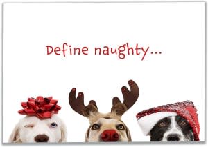 Allynn's 20 Pack Funny Dog Christmas Cards