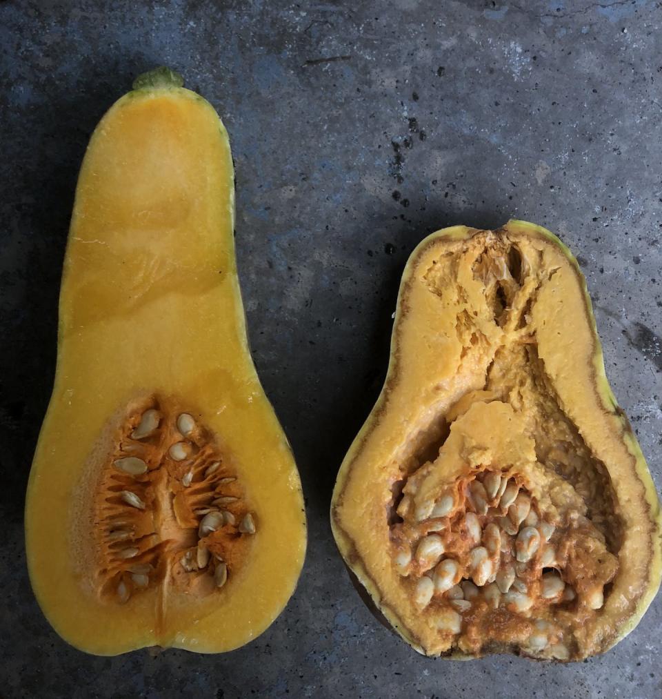 As soft rot advances in diseased squash, the water-soaked appearance expands and eventually pulp becomes watery like cooked pumpkin pie. Matt Kasson, <a href="http://creativecommons.org/licenses/by-sa/4.0/" rel="nofollow noopener" target="_blank" data-ylk="slk:CC BY-SA;elm:context_link;itc:0;sec:content-canvas" class="link ">CC BY-SA</a>