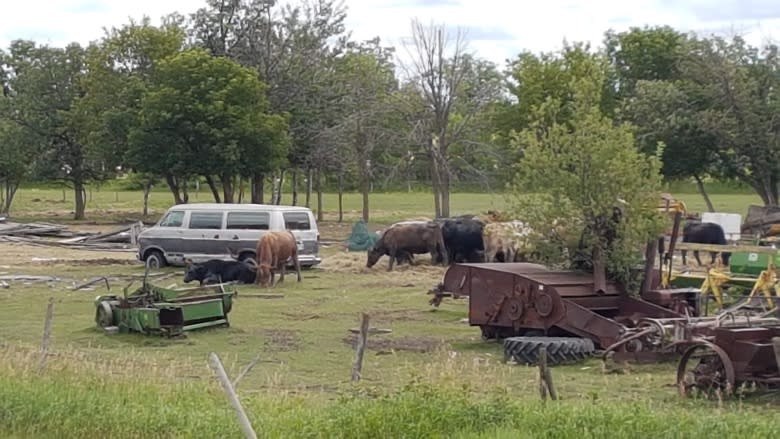 After years of complaints, neighbours vent frustration over ramshackle city farm