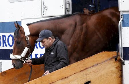 Kentucky Derby and Preakness Stakes winner American Pharoah is walked off a horse carrying van as he arrives at Belmont Park in Elmont, New York June 2, 2015. REUTERS/Mike Segar