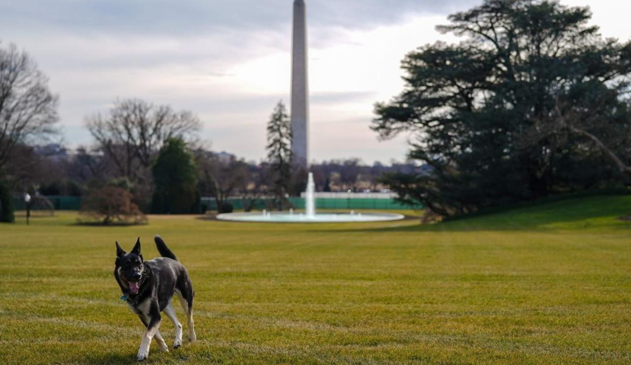 <span class="caption">Presidential pup Major <span class="caas-xray-inline-tooltip"><span class="caas-xray-inline caas-xray-entity caas-xray-pill rapid-nonanchor-lt" data-entity-id="Joe_Biden" data-ylk="cid:Joe_Biden;pos:1;elmt:wiki;sec:pill-inline-entity;elm:pill-inline-text;itc:1;cat:OfficeHolder;" tabindex="0" aria-haspopup="dialog"><a href="https://search.yahoo.com/search?p=Joe%20Biden" data-i13n="cid:Joe_Biden;pos:1;elmt:wiki;sec:pill-inline-entity;elm:pill-inline-text;itc:1;cat:OfficeHolder;" tabindex="-1" data-ylk="slk:Biden;cid:Joe_Biden;pos:1;elmt:wiki;sec:pill-inline-entity;elm:pill-inline-text;itc:1;cat:OfficeHolder;" class="link ">Biden</a></span></span> stretches his legs on the White House lawn.</span> <span class="attribution"><span class="source">The Official White House photo/Adam Schultz via Twitter</span>, <a class="link " href="http://creativecommons.org/licenses/by/4.0/" rel="nofollow noopener" target="_blank" data-ylk="slk:CC BY;elm:context_link;itc:0;sec:content-canvas">CC BY</a></span>