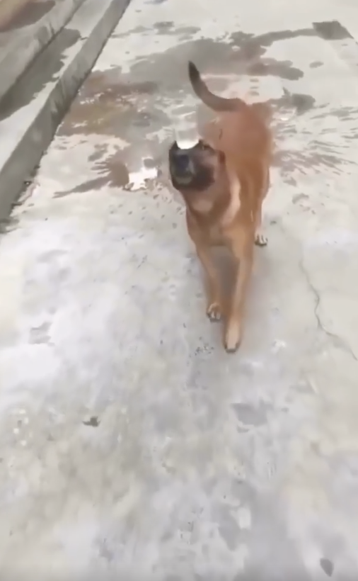 A dog is walking on a concrete surface with its mouth open and tail raised. There are small puddles of liquid behind and beside the dog on the ground