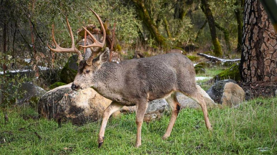 A deer forages around near Yosemite in 2021. On Tuesday, May 7, 2024, state officials announced the first detection of chronic wasting disease in deer after two samples tested positive for the contagious neurological disease.