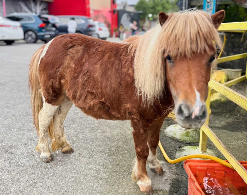 迷你馬是最受歡迎的動物明星。（圖／皇家花園餐廳提供）