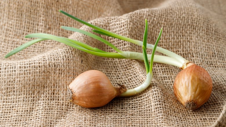 two sprouted onions on burlap sack