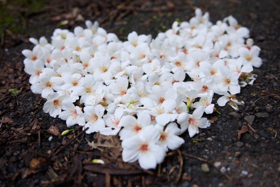 桐花瓣落下的姿態又被稱為五月雪，非常美麗，桐花散發出淡淡清香。   圖：新北市景觀處提供