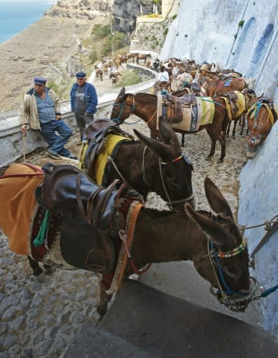 Donkeys and mules line up to give tourists a ride on the island of Santorini