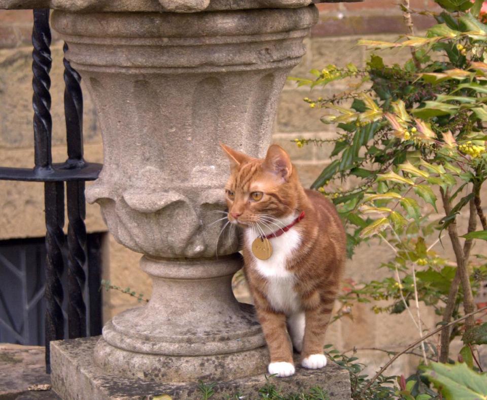 This is an undated handout photo issued by the National Trust, via PA on Monday March 10, 2014 of Jock VI, the new kitten who has taken up residence at Sir Winston Churchill's former country home of Chartwell southern England to honour a request made by the ex-prime minister and his family. For his 88th birthday in 1962, Churchill was given a marmalade cat named Jock after one of his private secretaries, Sir John "Jock" Colville, who gave him the pet. The cat was so dear to Churchill that Jock attended many Cabinet meetings. As well as Churchill, his relatives requested that there should always be a marmalade cat named Jock with a white bib and four white socks resident at Chartwell . (AP Photo/Iain Carter/National Trust/PA) UNITED KINGDOM OUT NO SALES NO ARCHIVE