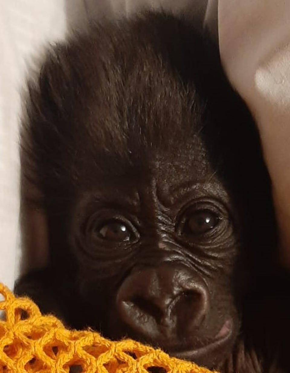 The male gorilla is being hand reared by keepers (Bristol Zoo Gardens/PA)