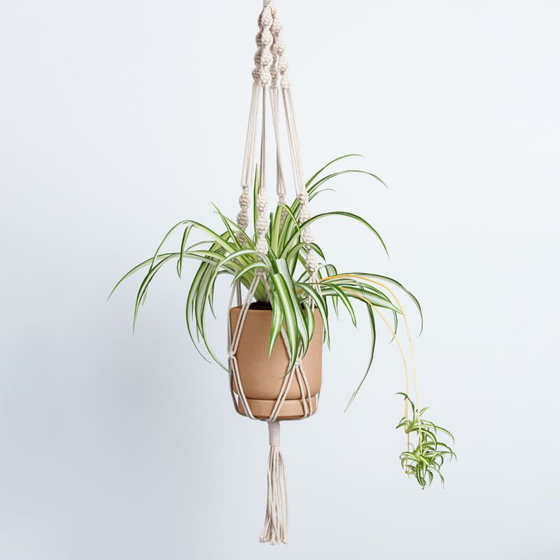 2) Spider Plant