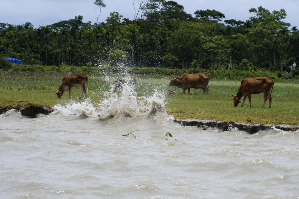 Cows line an embankment eroded by the Meghna River in the Ramdaspur village in the Bhola district of Bangladesh on July 5, 2022. Mohammad Jewel and Arzu Begum were forced to flee the area last year when the River Meghna flooded and destroyed their home. (AP Photo/Mahmud Hossain Opu)