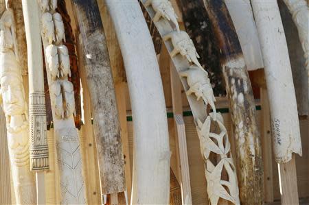 Dozens of confiscated elephant ivory tusks are displayed before 6 tons of ivory was crushed in Denver, Colorado November 14, 2013. The U.S. Fish and Wildlife Service organized the crushing. REUTERS/Rick Wilking