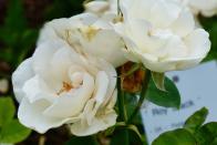 1994 benannte ein Rosenzüchter eine neue Edelrosenart nach dem verstorbenen Schlagerstar und Schauspieler. Fans können also ganz in Weiß mit einem Blumenstrauß voller "Roy Black"-Rosen heirateten. (Bild: By Geolina163 (Own work) CC BY-SA 4.0)