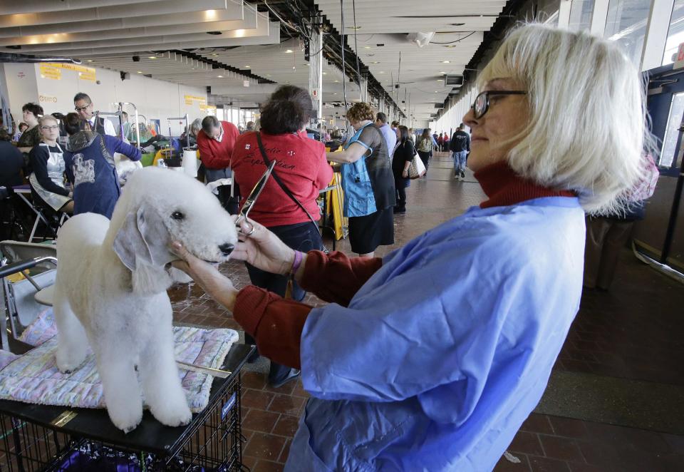 Crystal Blue Jewell, a Bedlington Terrier, gets a last check by Nadine Peterson after getting trimmed for competition during the 138th Westminster Kennel Club Dog Show in New York