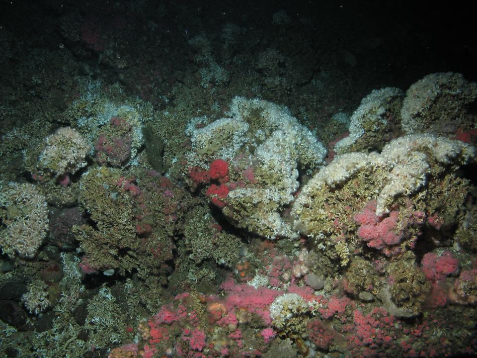 Ocean acidification: Lophelia pertusa coral in non-corrosive water off Southern California Bight: live coral is on top of large amounts of dead coral framework