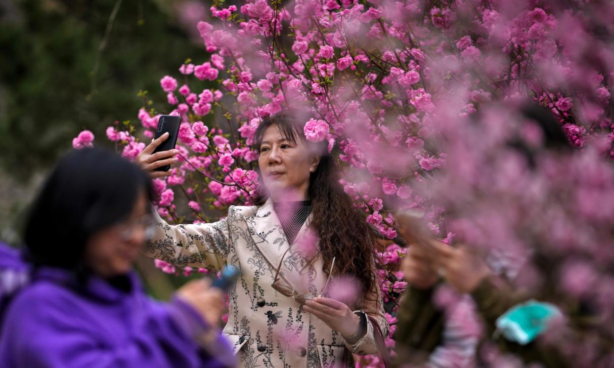 <span>People taking pictures of spring blossoms at a public park in Beijing last week. </span><span>Photograph: Andy Wong/AP</span>