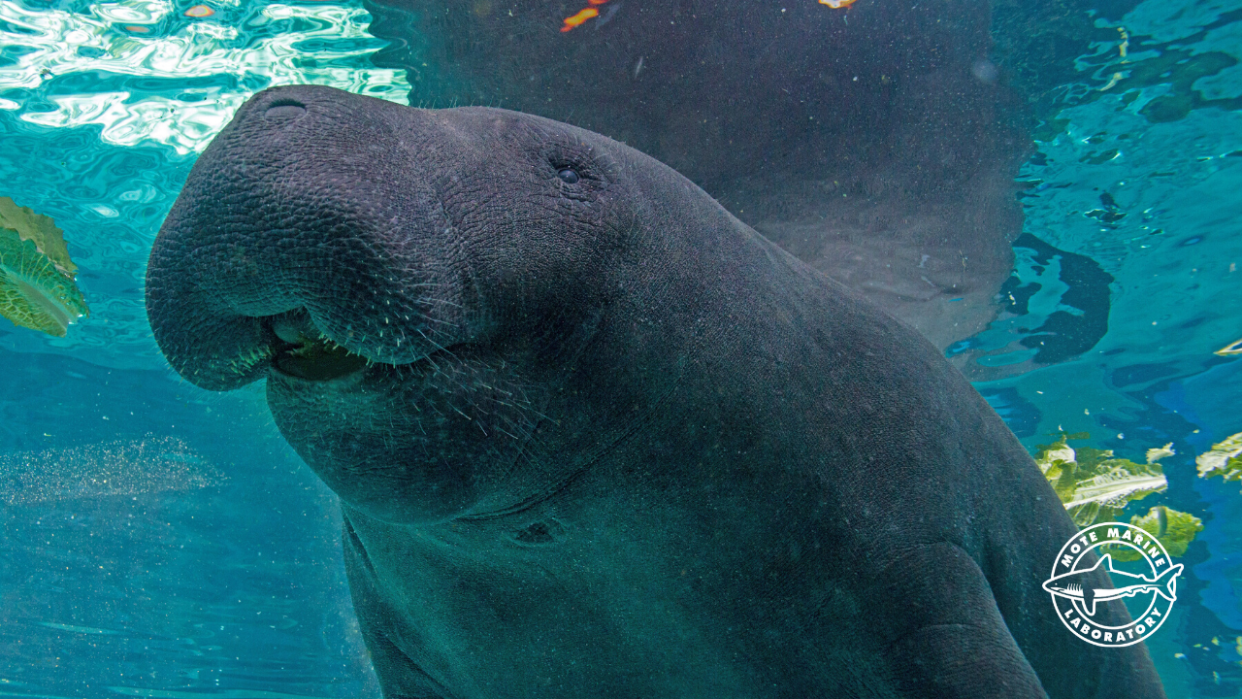 One of Mote Marine's beloved local icons, Hugh, a 38-year-old manatee that has lived at the local aquarium since 1996, died in April. A necropsy said the death was the result of a sexual encounter with another manatee.