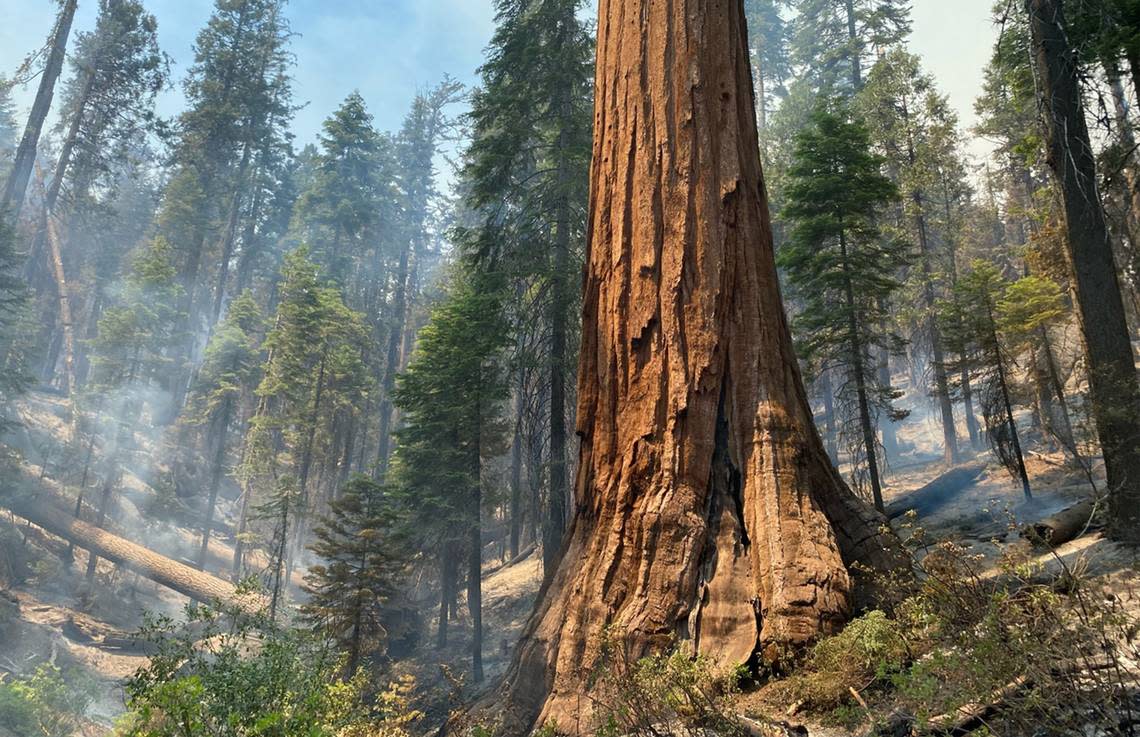A giant sequoia tree in the Mariposa Grove stands amid smoke rising from the forest floor after the Washburn Fire burned through the area in California’s Yosemite National Park on Saturday, July 9, 2022.