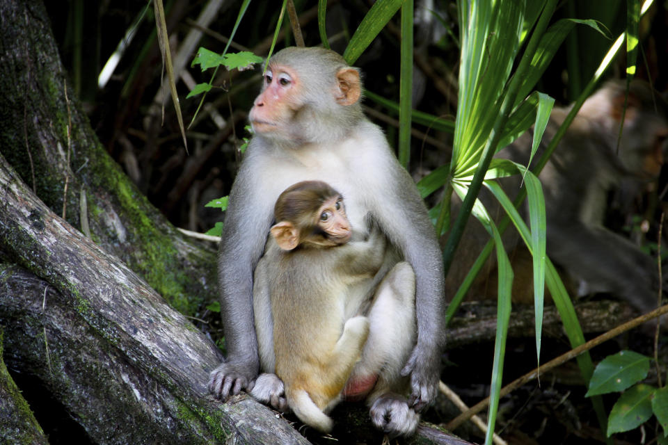 Researchers found that the number of rhesus macaques at Silver Springs State Park will grow to 350 animals or more by 2022. (Lisa Crigar/Star-Banner via AP, File)