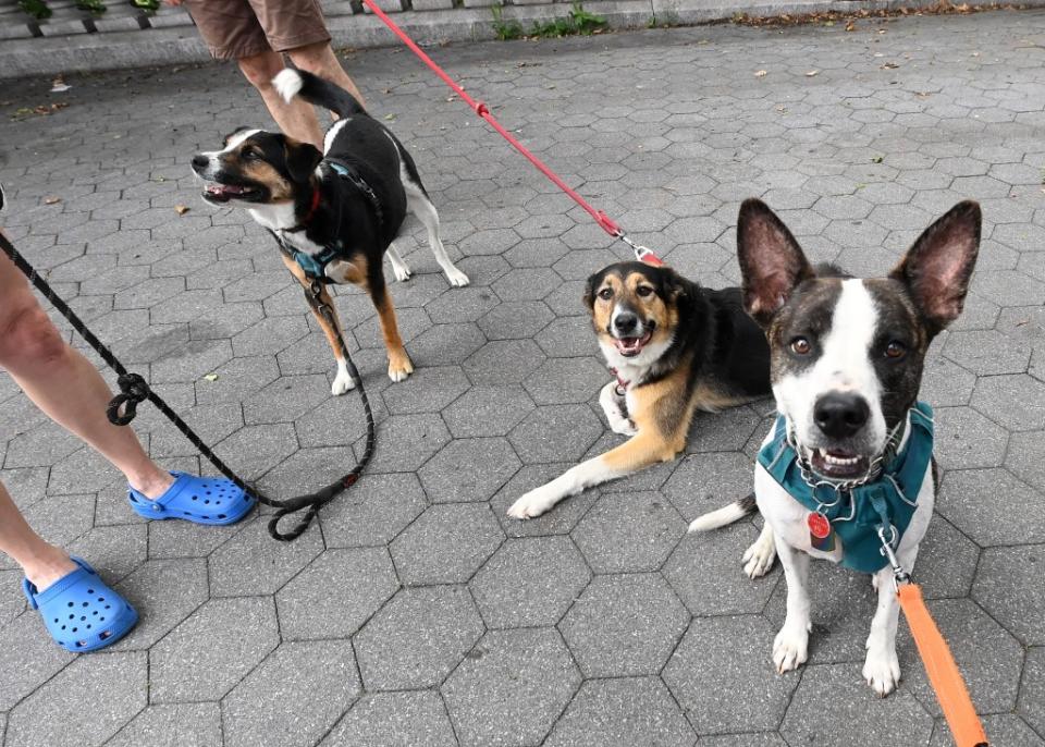 Eating discarded chicken bones and cigarette butts off the sidewalk often causes urban dogs to feel ill, but rat poison can be lethal. Helayne Seidman