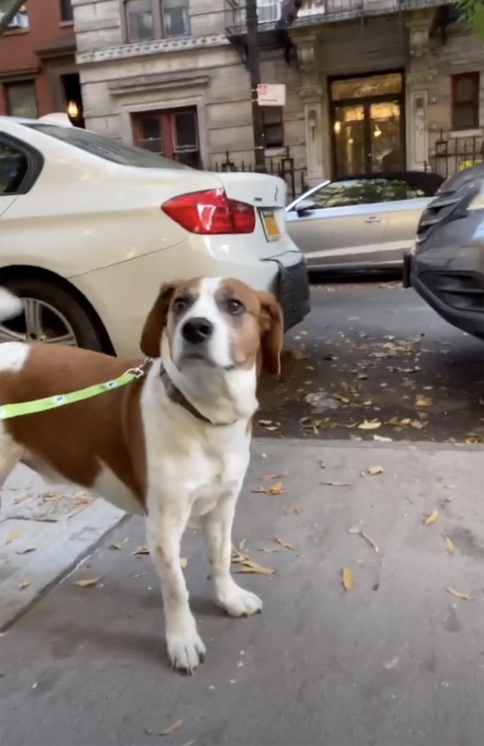 Wacha goes for a walk with Andy Cohen. (bravoandy / Instagram)