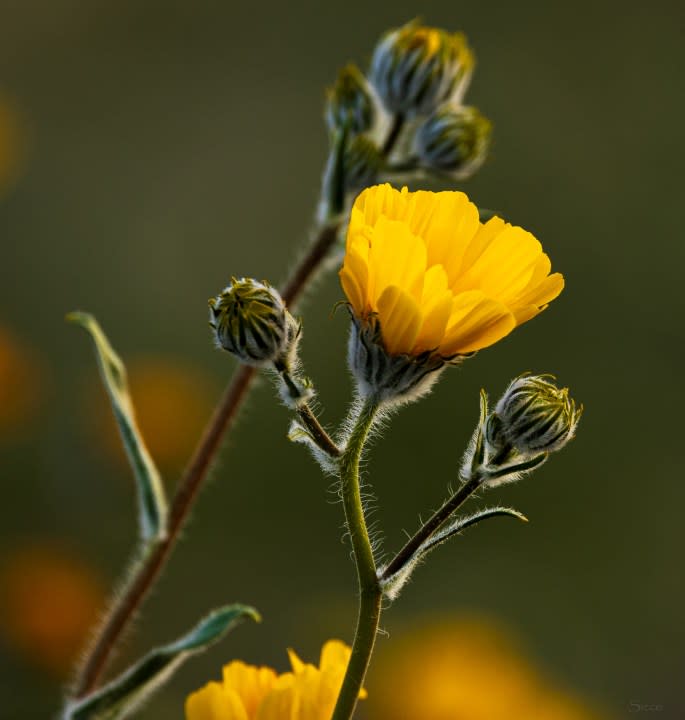 Desert sunflower.