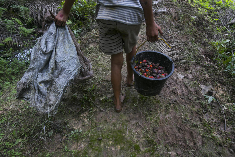 A little girl carries a bucket of palm oil fruit she collected on a plantation in Sumatra, Indonesia, Nov. 13, 2017. Workers who fail to meet impossibly high quotas can see their wages reduced, forcing entire families into the fields to make the daily number. (AP Photo/Binsar Bakkara)
