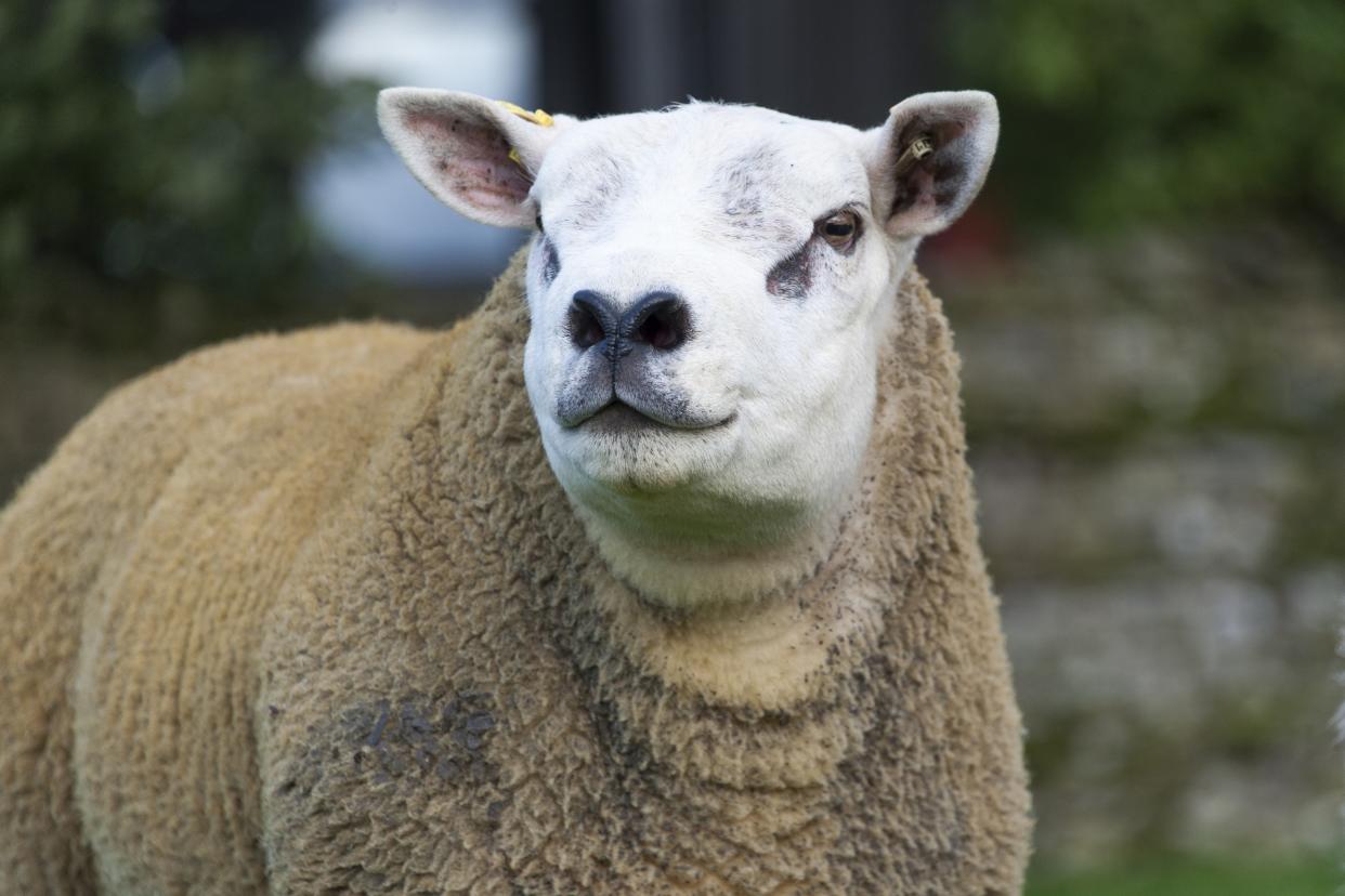 Texel ram in pasture, North Yorkshire, UK. (Photo by: Farm Images/Universal Images Group via Getty Images)