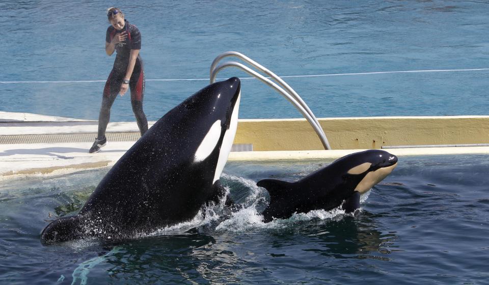 FILE - In this April 18, 2011 file photo, killer whale "Wikie", jumps with its baby, a female born one month ago at the Marineland aquatic park in Antibes, southeastern France. France's environment minister Barbara Pompili announced Tuesday Sept.29, 2020 a gradual ban in the coming years on the use of wild animals in travelling circuses and on keeping in captivity dolphins and killer whales.(AP Photo/Lionel Cironneau, File)