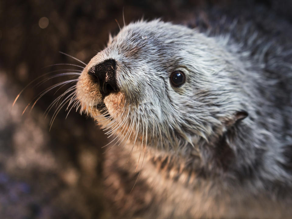 This undated photo provided by Aquarium of the Pacific shows Charlie, a male sea otter. Charlie, the oldest southern sea otter held by any zoo or aquarium, died Monday, April 22, 2019 at the age of 22, at the Aquarium of the Pacific in Long Beach, Calif. Male southern sea otters typically only live 10 to 14 years in the wild. Charlie celebrated his birthday last month by eating special, colorful seafood cupcakes. He also took part in research efforts, such as providing blood and taking part in a study on how sea otters perceive sound. (Robin Riggs/Aquarium of the Pacific via AP)