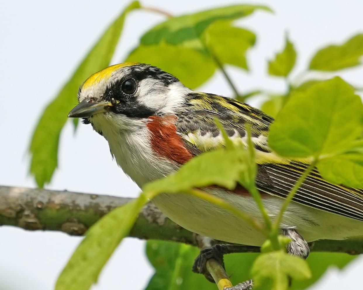 A chestnut-sided warbler hops from branch to branch for his next insect.