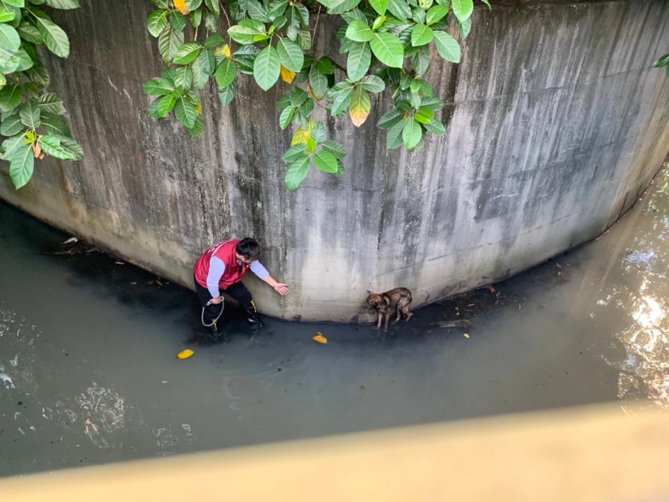 樹影扶疏的水圳對彎處找到了受困的皮包骨浪犬。   圖：新北市動保處提供