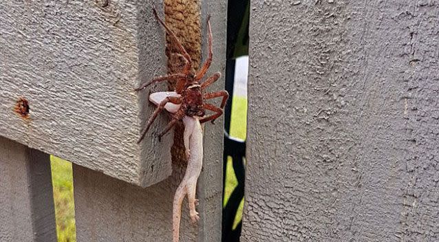 A Brisbane dad was shocked to see a massive spider dangling a gecko, double its size, in its fangs. Source: Caters