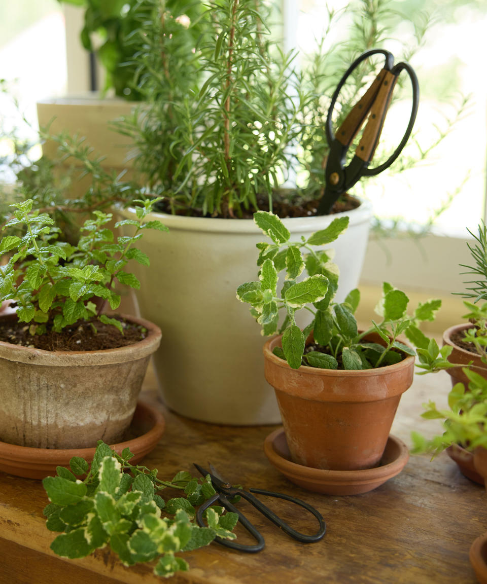 herbs in terracotta pots