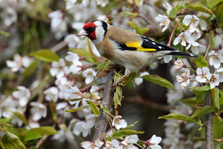 A goldfinch sitting in a cherry tree in full blossom with white flowers.