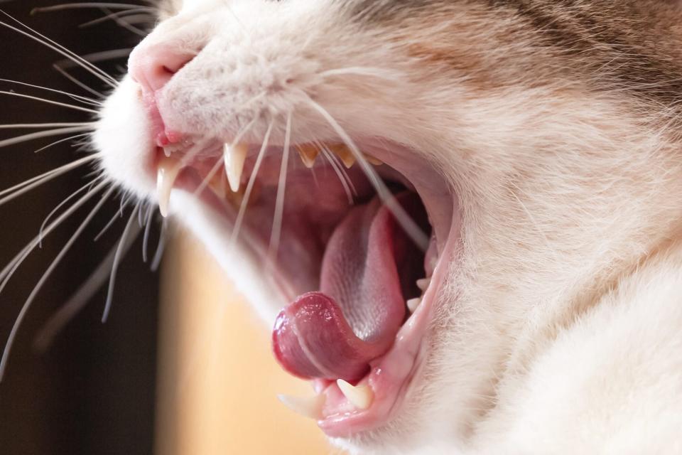 cat opening mouth