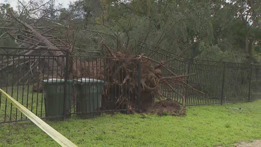 The Santa Ana winds brought down trees across parts of Southern California, including in Altadena on March 15, 2024. (KTLA)