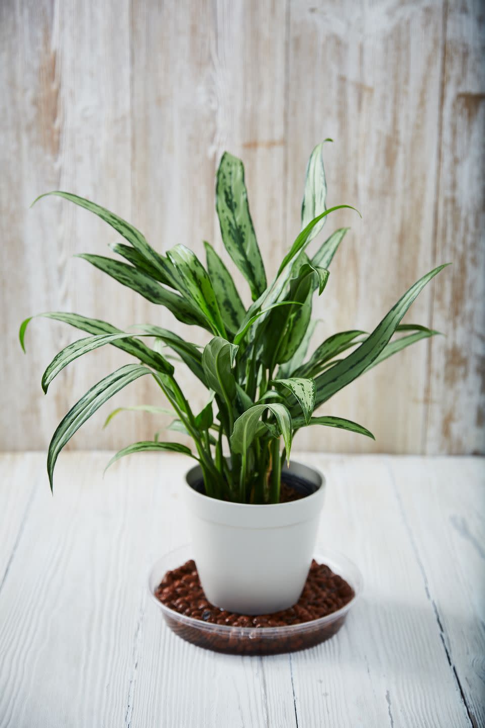 chinese evergreen on tray of hydroleca balls