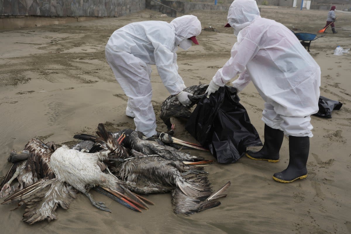 Workers collect dead pelicans on Santa Maria beach in Lima, Peru in November after thousands of birds died from bird flu (Copyright 2022 The Associated Press. All rights reserved)