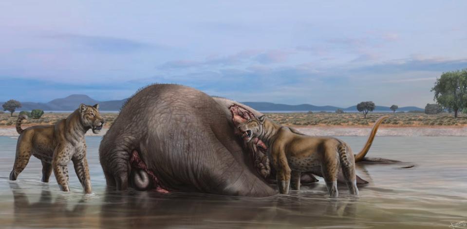 El momento en que los tigres dientes de sable accedieron al mamut. Posiblemente facilitaron el trabajo a los humanos que llegaron después, quitándole la piel. Jesús Gamarra, <a href="http://creativecommons.org/licenses/by/4.0/" rel="nofollow noopener" target="_blank" data-ylk="slk:CC BY;elm:context_link;itc:0;sec:content-canvas" class="link ">CC BY</a>