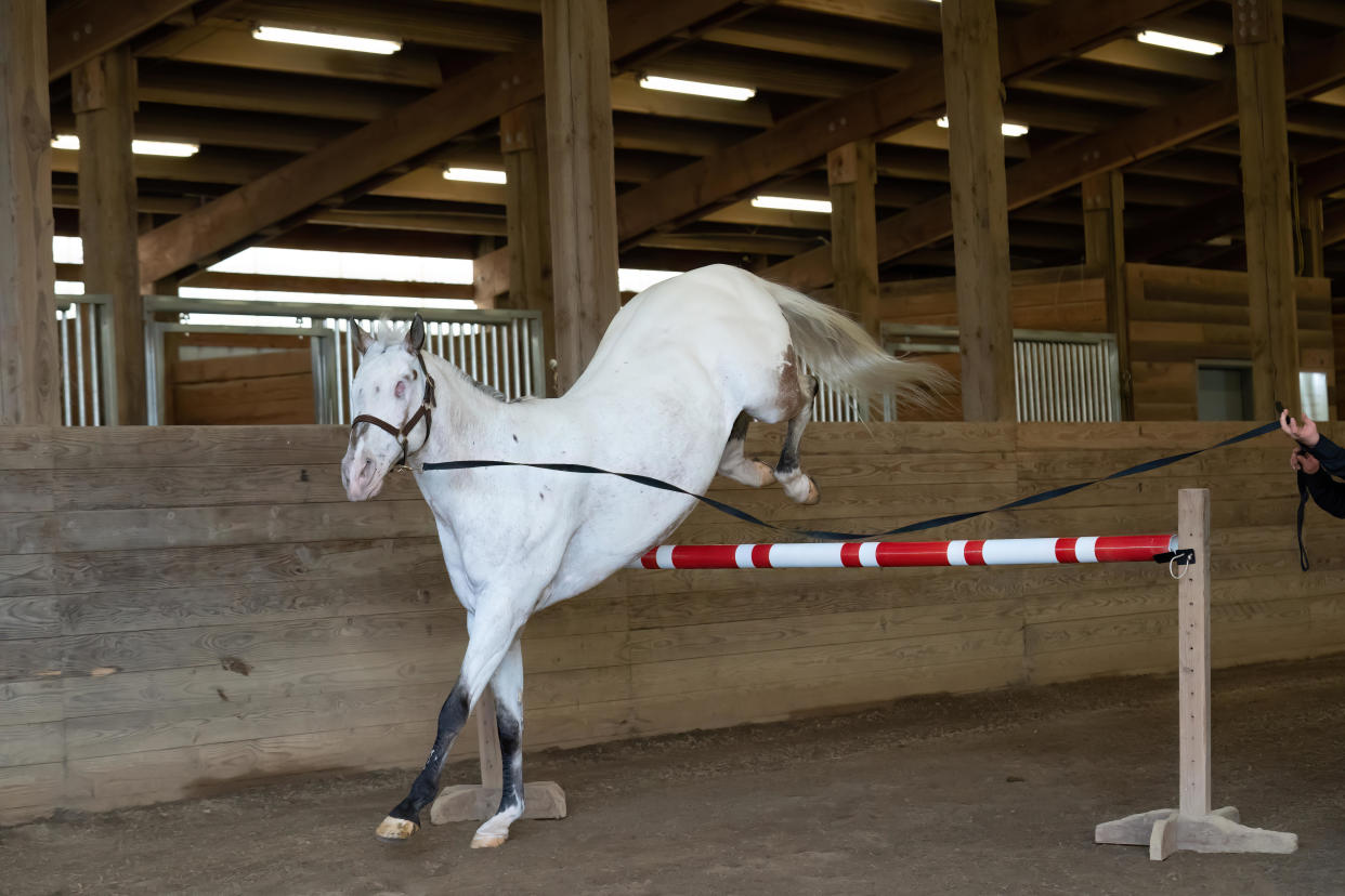 Endo setting the record for highest free jump by a blind horse. / Credit: Brittany Hirst Photography / GUINNESS WORLD RECORDS