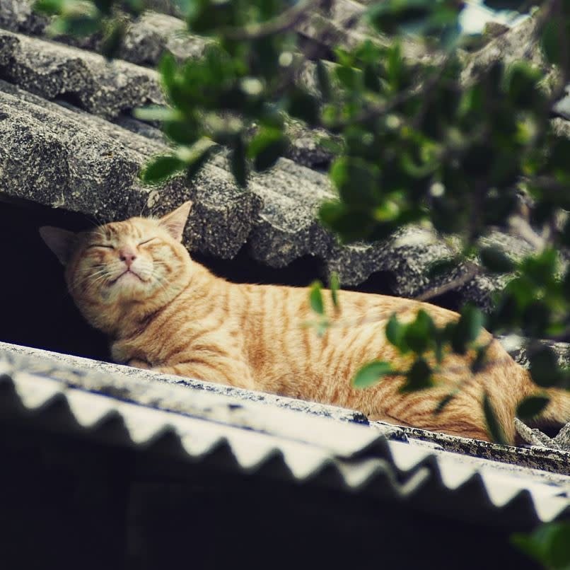 趴在屋簷上的可愛小橘貓。（圖片來源／Instagram－danny.works）
