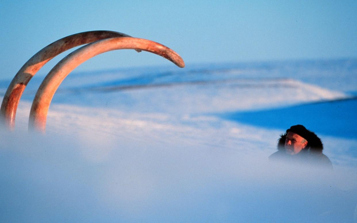 A Siberian explorer near the tusks of a 23,000-year-old mammoth that rests in a block of ice 200 miles (320km) from the Russian city of Khatanga - Reuters