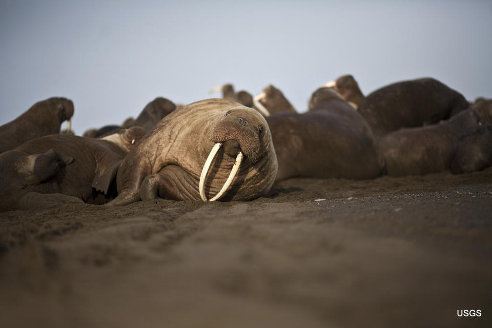 This photo provided by the United States Geological Survey shows a female Pacific walrus resting, Sept. 19, 2013 in Point Lay, Alaska. A lawsuit making its way through federal court in Alaska will decide whether Pacific walruses should be listed as a threatened species, giving them additional protections. Walruses use sea ice for giving birth, nursing and resting between dives for food but the amount of ice over several decades has steadily declined due to climate warming. (Ryan Kingsbery/U.S. Geological Survey via AP)